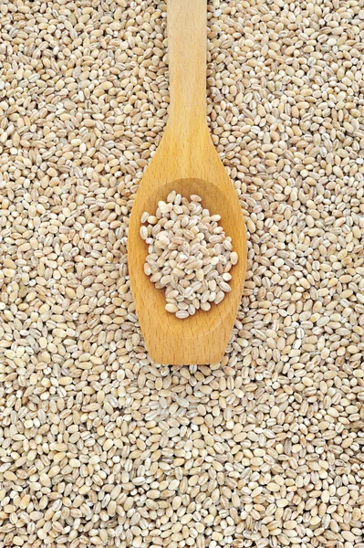 Wooden spoon and dried pearled barley — Stock Photo, Image