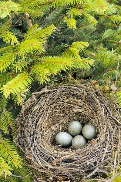 クロウタドリの巣に卵の詳細 — ストック写真