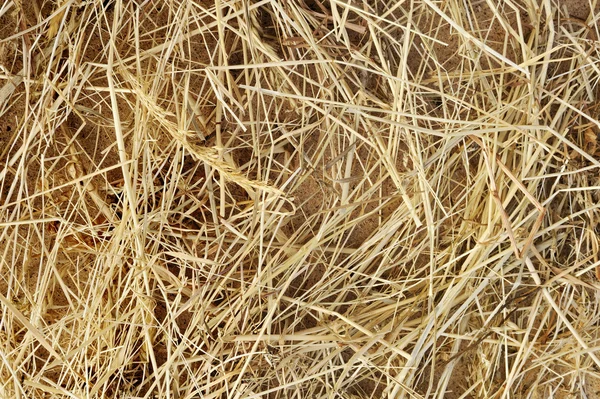 乾いた草の干し草の背景の詳細 — ストック写真