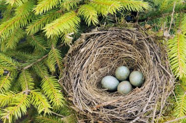 Detail of blackbird eggs in nest clipart