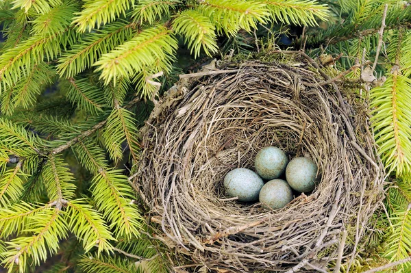 Detalle de huevos de mirlo en el nido — Foto de Stock
