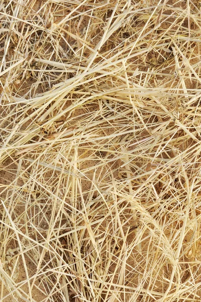 乾いた草の干し草の背景の詳細 — ストック写真