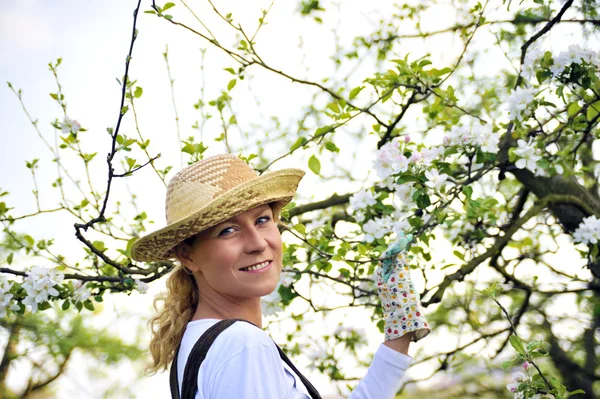 Young woman gardening - in apple tree orchard — Stock Photo, Image