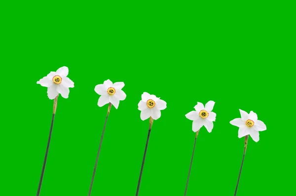 Daffodils over green background — Stock Photo, Image