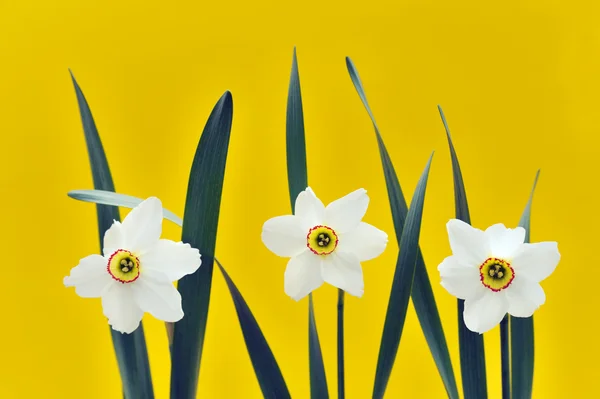 Daffodils sobre fundo amarelo — Fotografia de Stock