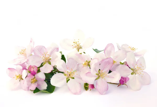 Flores Manzana Aisladas — Foto de Stock