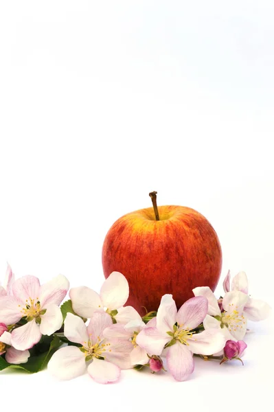 Apfel Und Apfelbaumblüten — Stockfoto