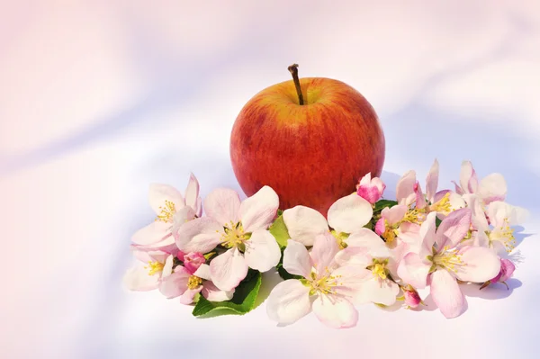 Apple Och Apple Träd Blommar — Stockfoto