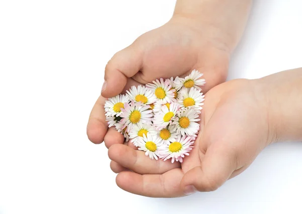 Handen van klein meisje met daisy — Stockfoto