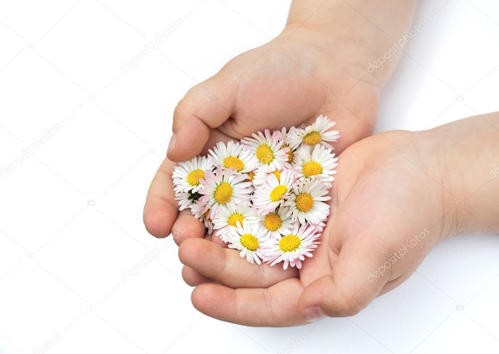 Hands of little girl with Daisy
