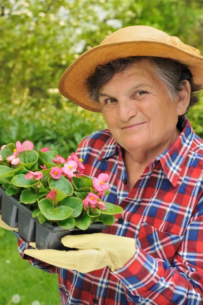 Старшая Женщина Садоводство — стоковое фото