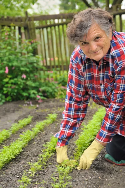 Senior woman gardening - weeding carrot — Stock Photo, Image