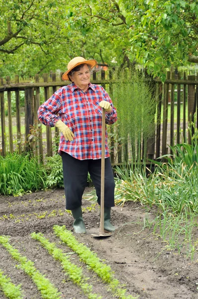 Senior woman gardening - hoeing vegetable bed — Stock Photo, Image