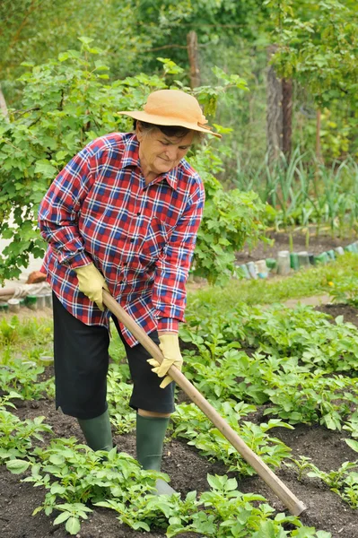 Senior vrouw tuinieren - schoffelen van aardappelen — Stockfoto