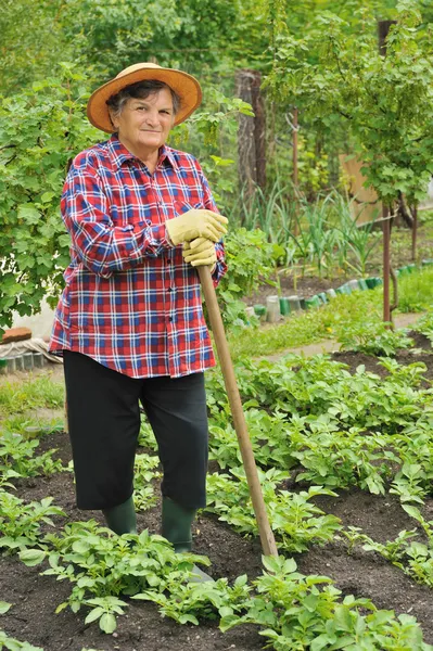Kertészet - Kapálás a burgonya idősebb nő — Stock Fotó