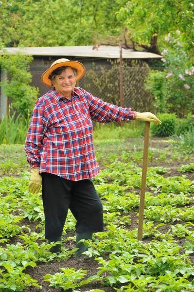 Senior woman gardening - hoeing potatoes — Stock Photo, Image