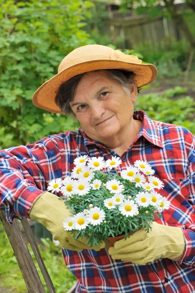 Senior woman gardening - holding Daisy — Stock Photo, Image