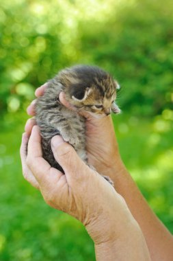 elinde tutan küçük kedi kadın kıdemli