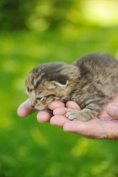 Ręce Starszy Ważąca Mały Kotek — Zdjęcie stockowe