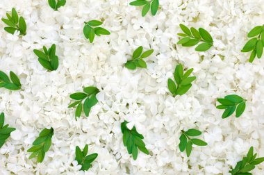 Guelder rose blossoms and myrtle leaves - background clipart