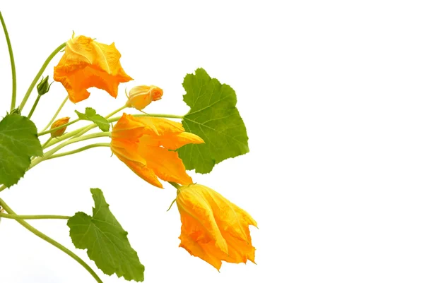 Squash blomma och blad isolerad på vit — Stockfoto