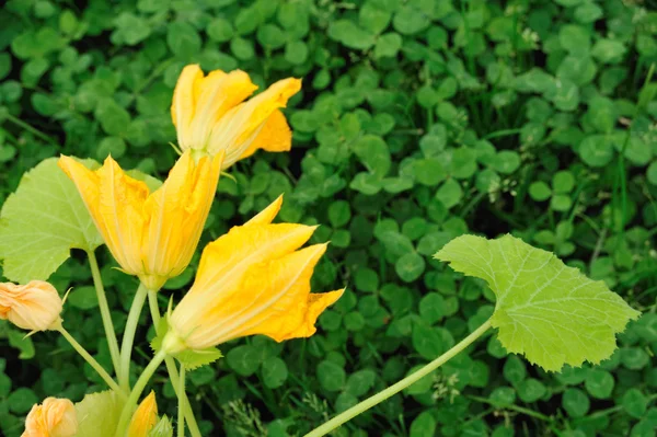 Квітка Листя Кабачків — стокове фото