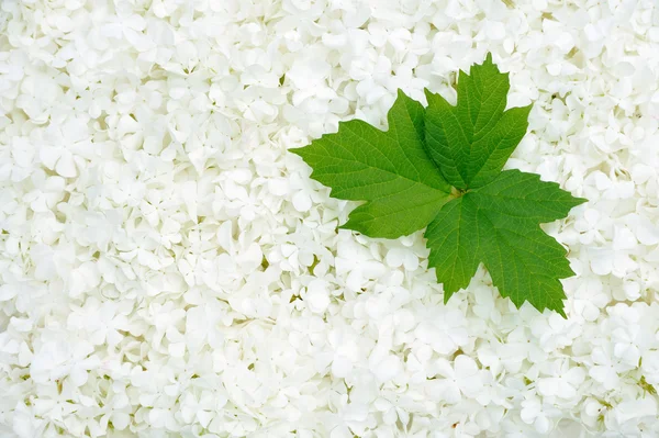 Guelder Rose Blossoms Leaves Background — Stock Photo, Image