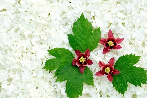 Guelder Rose Columbine Virágok Háttér — Stock Fotó