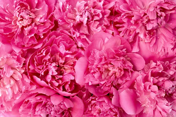 Головы Цветка Пиона Фон — стоковое фото