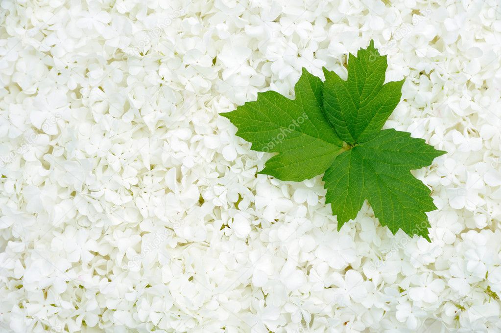 Guelder rose blossoms and leaves - background