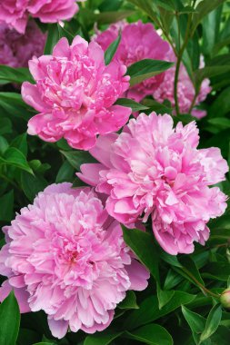 Bouquet of fresh pink peonies clipart