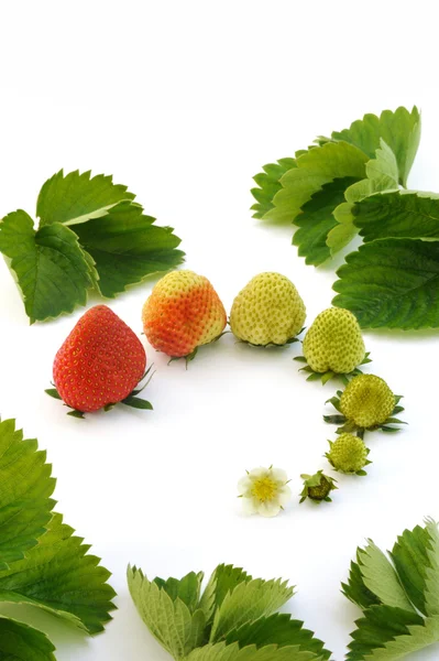 Croissance des fraises isolées sur blanc — Photo