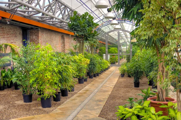 stock image Flowers in modern greenhouse - houseplants