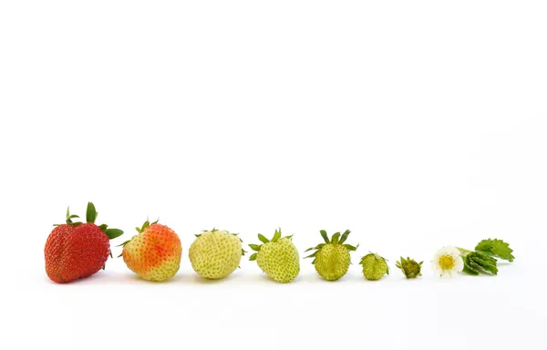 Strawberry Growth Isolated White — Stock Photo, Image
