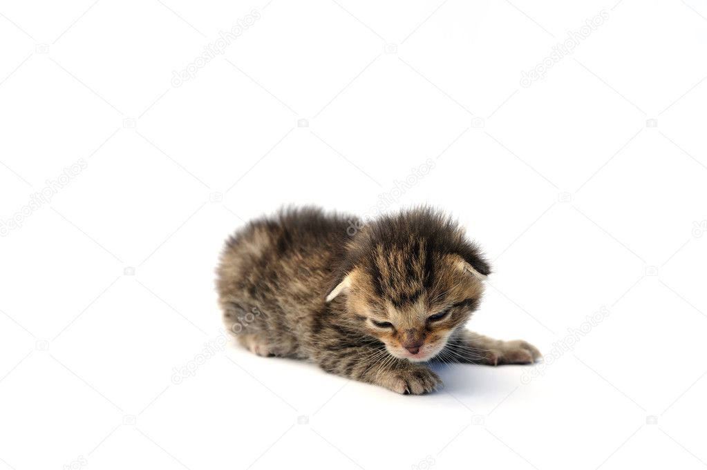 Kitten over white background