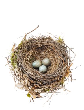 Detail of blackbird eggs in nest isolated on white clipart