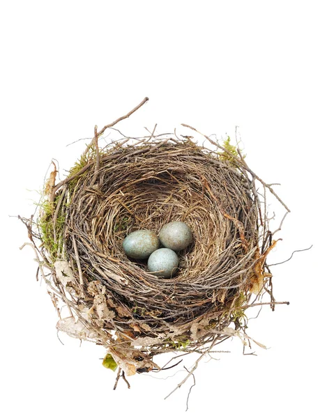 Blackbird tojás fészekben elszigetelt fehér részlete Stock Kép