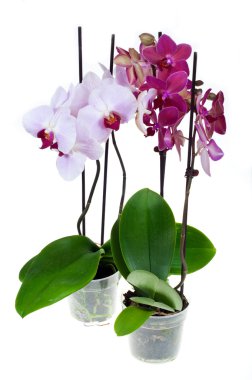 Orchid clipart