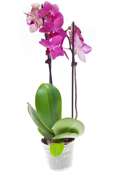 Орхидея Лицензионные Стоковые Фото