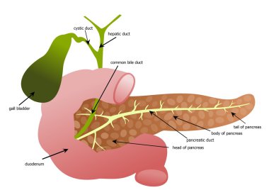 Pancreas, duodenum and gall bladder clipart