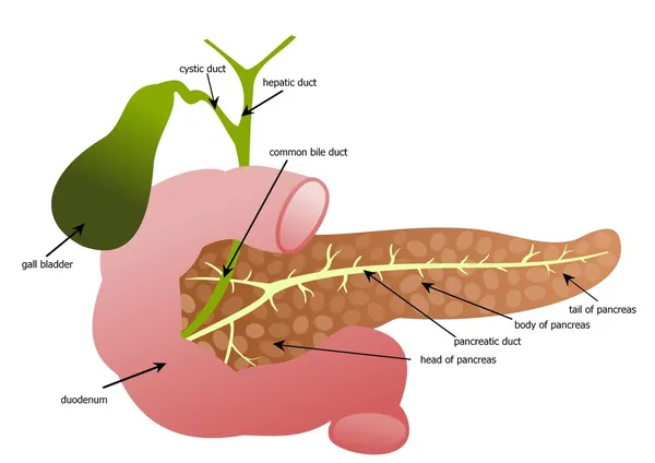 Pancreas, duodenum and gall bladder — Stock Vector