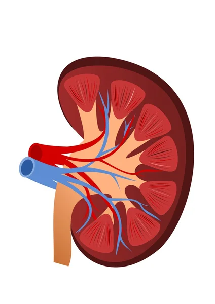 Anatomie Van Menselijke Nier Vectorillustratie — Stockvector