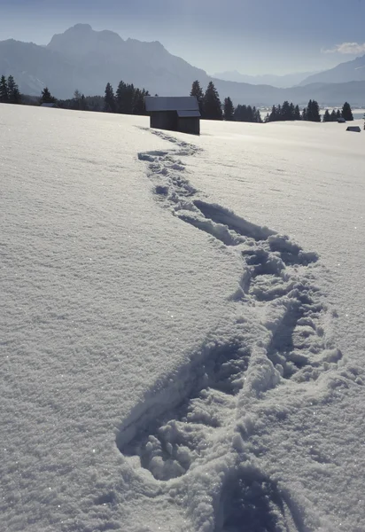 Следы в снегу — стоковое фото