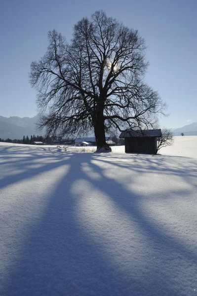 Un seul arbre en hiver — Photo