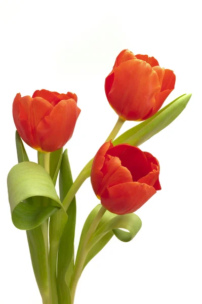 Banda tulipány — Stock fotografie