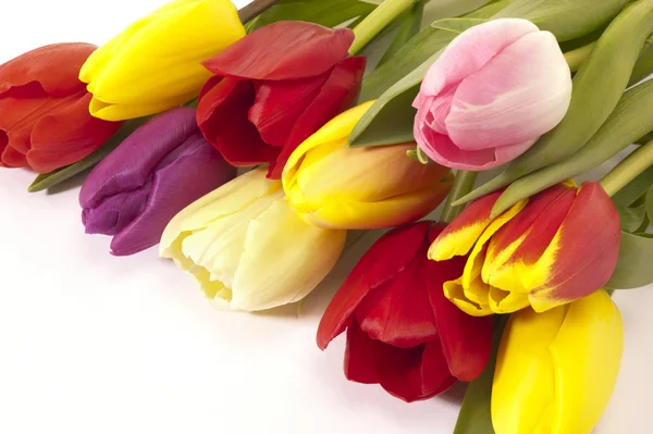 Bando de tulipas da Páscoa — Fotografia de Stock