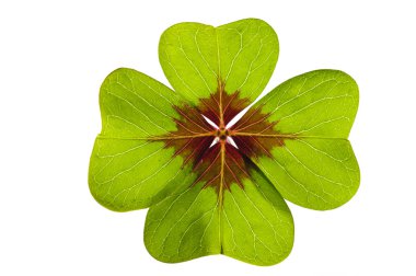 Clover leaf clipart