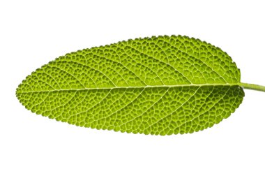 Sage leaf clipart