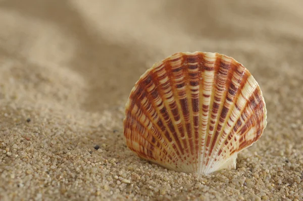 Shell mussla — Stockfoto