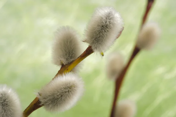 stock image Pussy willow catkin